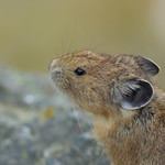 American Pika