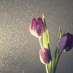 When the mist showed up