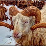 Skudde Sheep Portrait