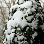 Bist du eine Eule? / Are you an owl?