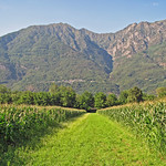 Tra i campi di mais.