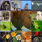 Applause to the ELITE-Photos of the group 'beTWO', Collage no. 75