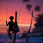 Sri Lanka's Stilt Fisherman