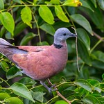 Red Collared-Dove aka Red Turtle Dove &copy;