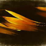 A Failure Redeemed (Explore 8/29/16)