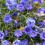 Cornflowers