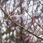 Collared dove