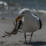 Swing your partner do si do (Explored)