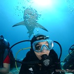 Shark Dive