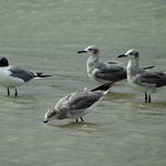 Guanaguanare [Laughing Gull] (Leucophaeus atricilla)