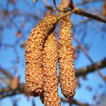 first signs of Spring :)