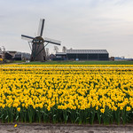 Can you count how many daffodils? Meeting the spring on scale in Holland