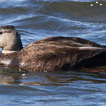 American Black Duck - Plum Island - 2013-03-17