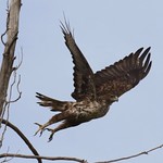 Bonelli&rsquo;s Eagle