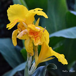 CANNA LILY