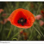 Poppy Time