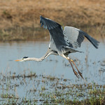 Garza real / Grey heron / Ardea cinerea