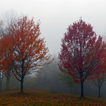 Foggy fall day on Sky Line Drive