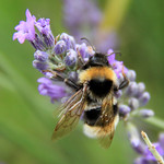 Hidcote Manor Garden (NT) 10-08-2013