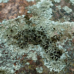 lichens