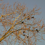 crows