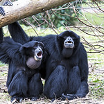 Siamang Gibbons (vocalising) - Fota Wildlife Park, Cork, Ireland