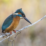 Kingfisher