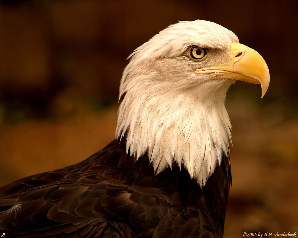 Bald Eagle Albuquerque Daily Photo