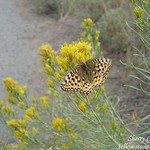 yellowstone_Aug29 011 copy