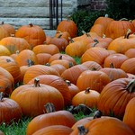 Picked Pumpkin Patch
