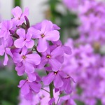 Purple Lilac - My First Picture [Explore]