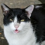 cat, Hyotanyama jinja,Higashiosaka