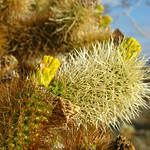 Cholla Cactus