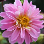 Dahlia