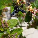 ABEILLE CHARPENTIERE