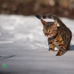 Nala playing in the Snow