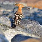 Eurasian Hoopoe