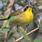 Common Yellowthroat - CBBR 1-7-15 156