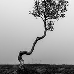 Lonely tree