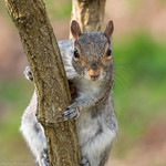 Squirrel, Sheffield Botanical Gardens "Explored"