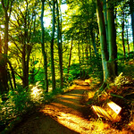 Sunset Atmosphere In Empty Summer Forest 🌲🌳