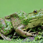 The creature from the green lagoon