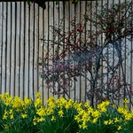 Daffodils and berries