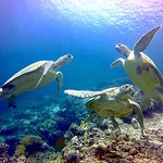 Smell the sea feel the breeze, hear the ocean be at ease.