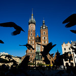 Pigeons on Main Square i Cracow