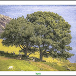 NORTHERN IRELAND - ANTRIM COAST / TORR ROAD