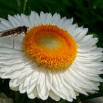 Sunshine From Time To Time