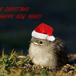 Merry Christmas 2014