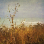 Coastal Layers (HSS)