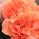 2016 August 17, Hibiscus